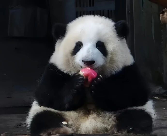 席卷全球的熊猫经济，充满玄学意味但真香