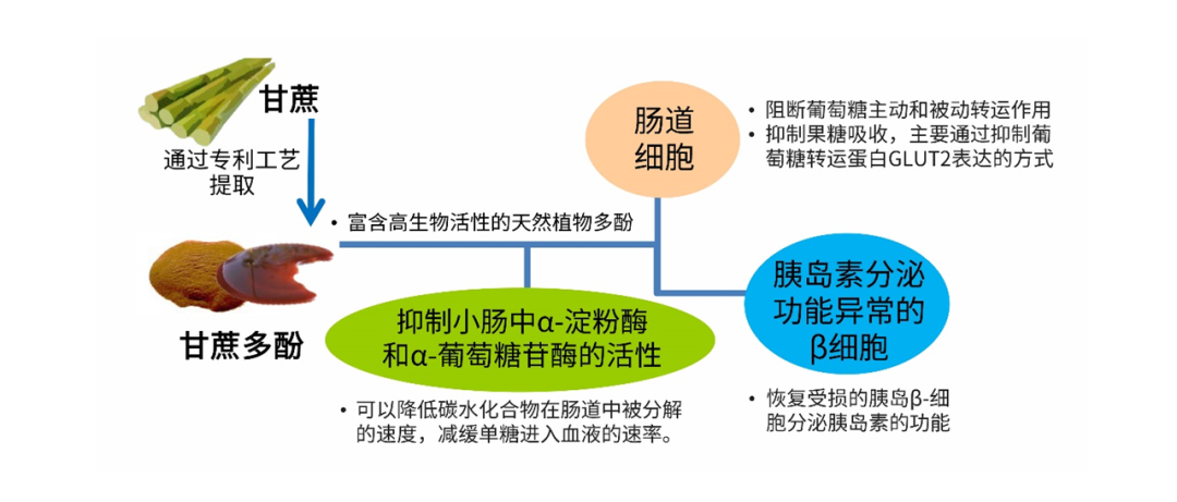 海外满“酚”控糖原料，如何撬动国内低GI创新？