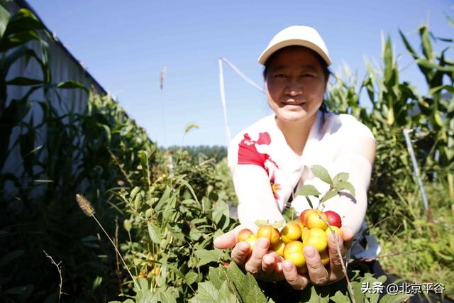 十年耕耘结硕果 产销联动促增收——平谷东高村镇第十届欧李节开幕