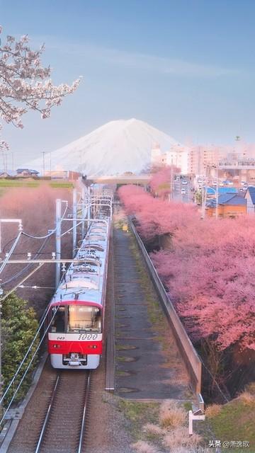 樱花冷知识