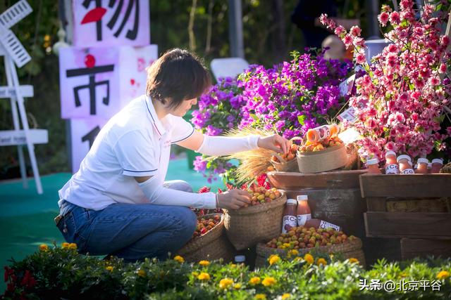 十年耕耘结硕果 产销联动促增收——平谷东高村镇第十届欧李节开幕