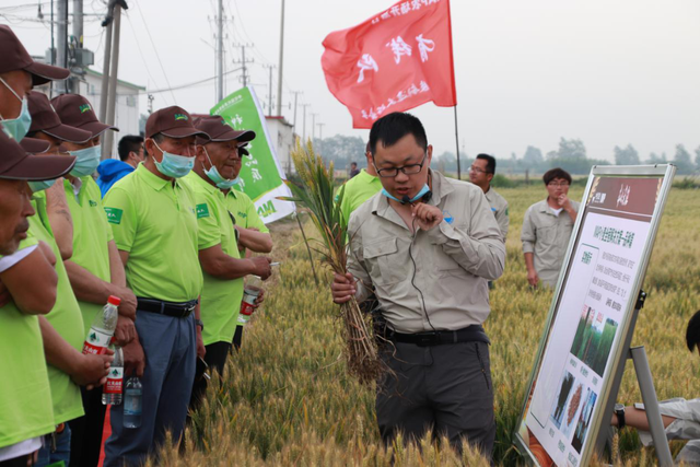 MAP助力，又是一年丰收时——中化农业MAP种植全程解决方案助力临颍小麦产业发展