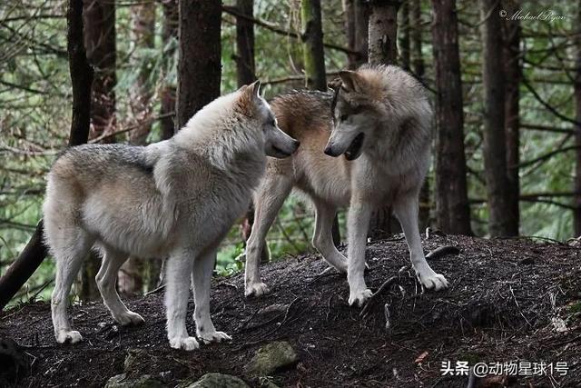 美国一野生动物保护区可以撸狼，游客须年满18周岁