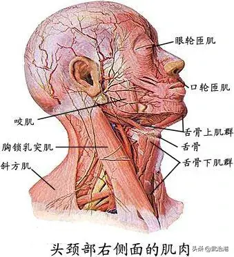 与疼痛有关的肌肉总结汇总