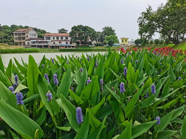 中国能建湖南火电深耕生态修复，造福岳阳市民