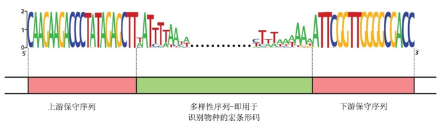 eDNA技术确认全球第四只斑鳖的存在！未来，在云南能发现第五只吗？