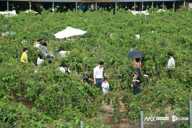 花都宝桑园桑果露营节开启“花漾年华”