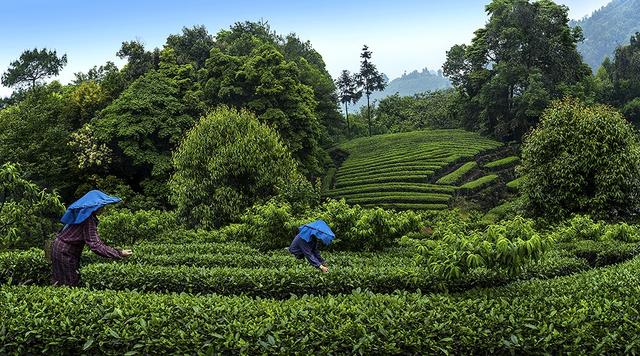 春尝一口鲜，且学东坡“试新茶”——竹叶青