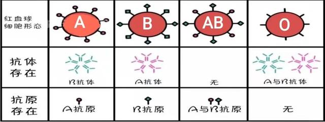 全球不足50例！江苏发现2例黄金血型，到底有多稀罕？