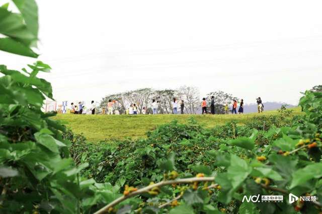 花都宝桑园桑果露营节开启“花漾年华”