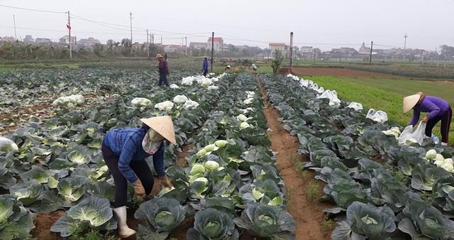 时间很巧妙，美国开始收割越南？越方已在中国找到解决方案