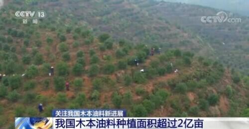 确保国家粮油安全 我国木本油料种植面积超过2亿亩