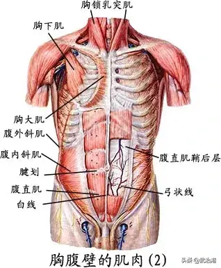 与疼痛有关的肌肉总结汇总