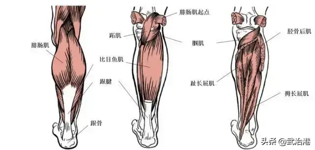 与疼痛有关的肌肉总结汇总