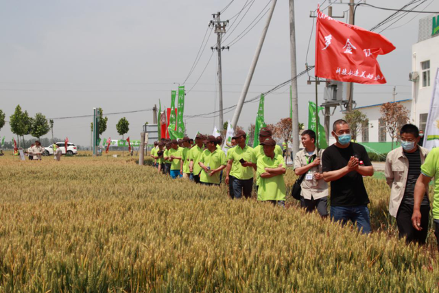 MAP助力，又是一年丰收时——中化农业MAP种植全程解决方案助力临颍小麦产业发展