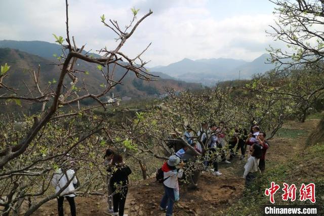 （新春走基层）“中国李乡”广东信宜：万树李花唤春归