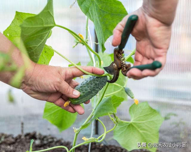 瓜果蔬菜及时整枝能增产！啥是整枝？怎么整枝？哪些果蔬要整枝？