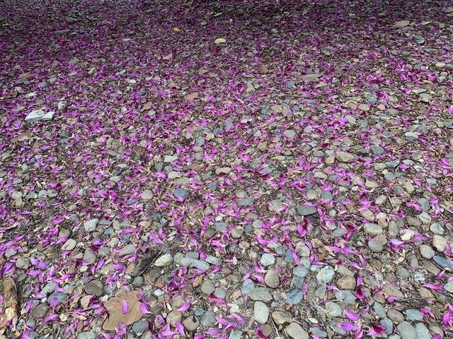 陆建德︱厦大的树