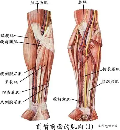 与疼痛有关的肌肉总结汇总