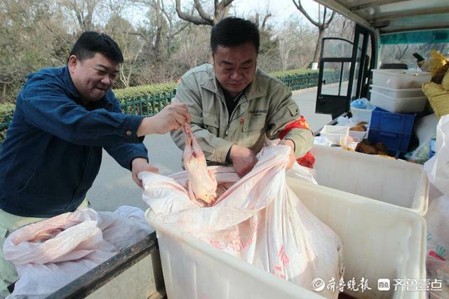 济南动物园“虎爸”，与虎相伴10余年，养虎就像带娃