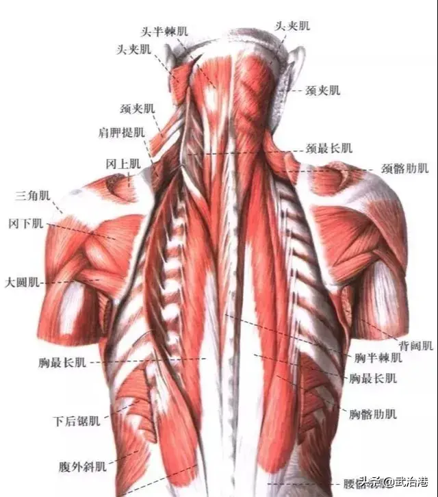 与疼痛有关的肌肉总结汇总