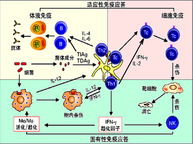 克罗恩病，病因尚不明确，大部分患者终生患病，需要长期治疗