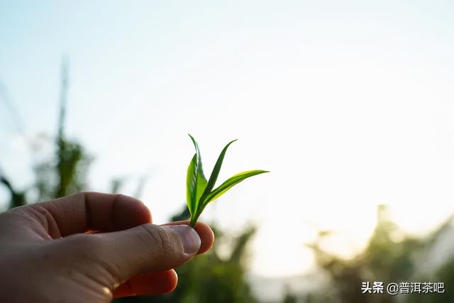 「干货分享」普洱茶初学者的品饮福利——普洱黄片