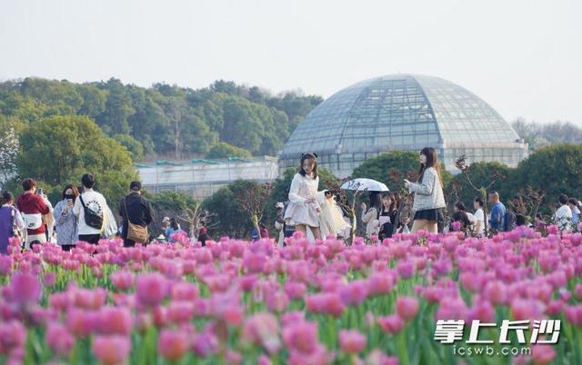 组图丨百花丛中赏春光！省植物园郁金香盛开