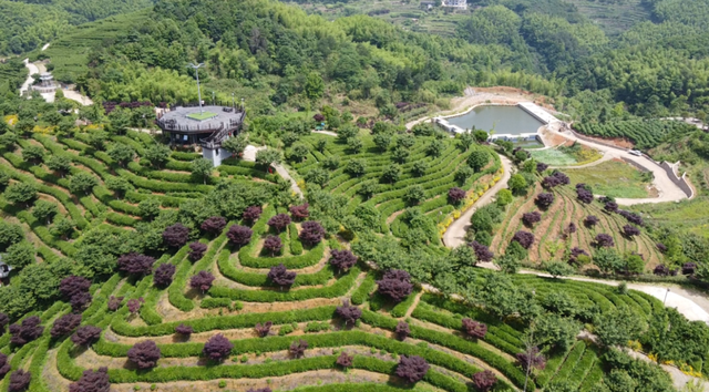 望海茶｜观山望海，山水入茶来