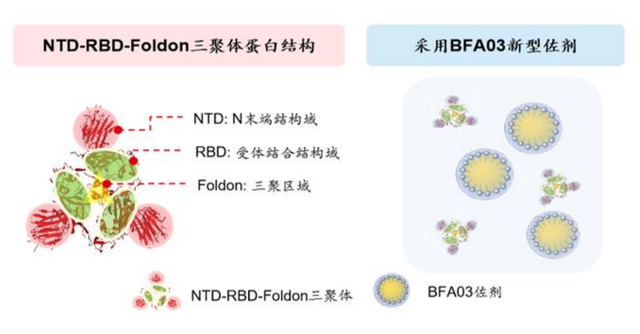 头对头研究取得全面优效，「瑞科生物」ReCOV能否扛起国产新冠疫苗的大旗？