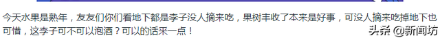 上海街头掉满的小果子，有人说可以采来吃、或者泡酒？