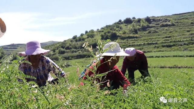 大山深处巾帼梦——杨菊芳，秦许乡的草根创业者