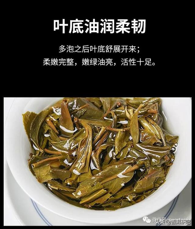 「干货分享」普洱茶初学者的品饮福利——普洱黄片