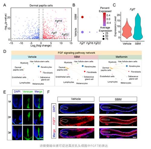 生命·发现｜我院孙洋研究团队揭示诗碧曼精华液通过激活真皮乳头细胞FGF通路促进毛发再生