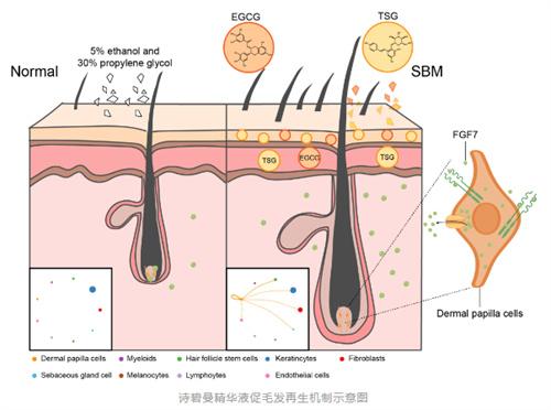 生命·发现｜我院孙洋研究团队揭示诗碧曼精华液通过激活真皮乳头细胞FGF通路促进毛发再生