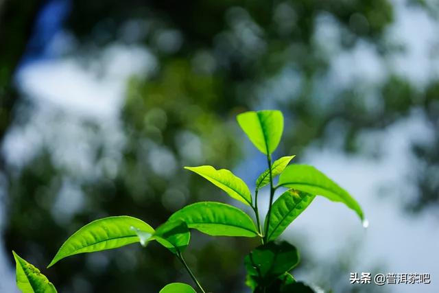 「干货分享」普洱茶初学者的品饮福利——普洱黄片