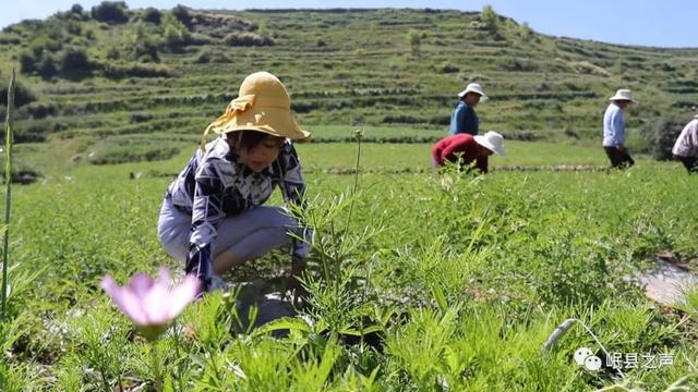 大山深处巾帼梦——杨菊芳，秦许乡的草根创业者