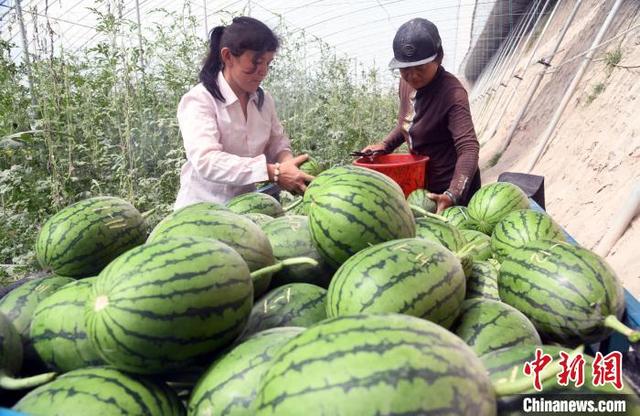 新疆喀什地区多种大棚瓜果“抢鲜”上市