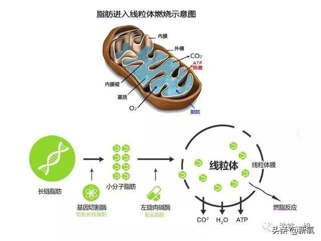 左旋肉碱不仅不减肥，还能把人喝成永久性脑损伤？