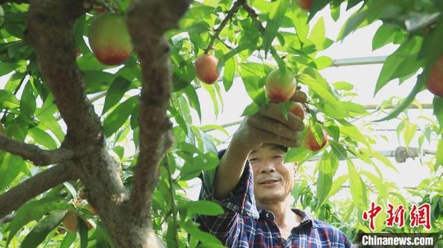 新疆喀什地区多种大棚瓜果“抢鲜”上市