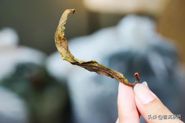 「干货分享」普洱茶初学者的品饮福利——普洱黄片