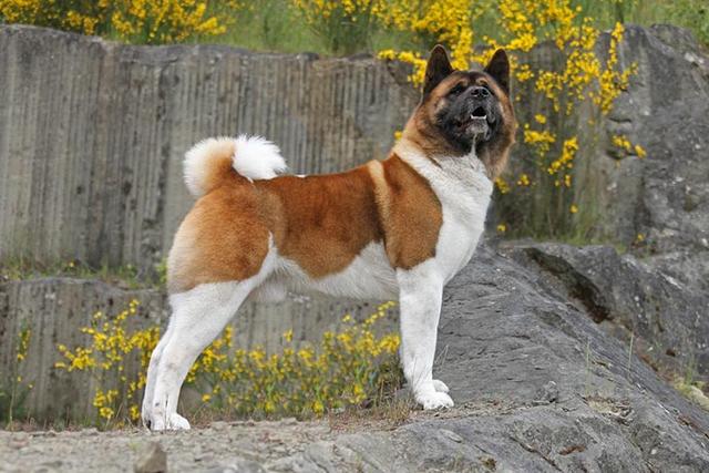 寻根问祖系列（96）：日本秋田犬（Japanese Akita）