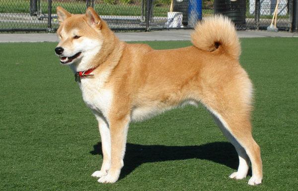 寻根问祖系列（96）：日本秋田犬（Japanese Akita）