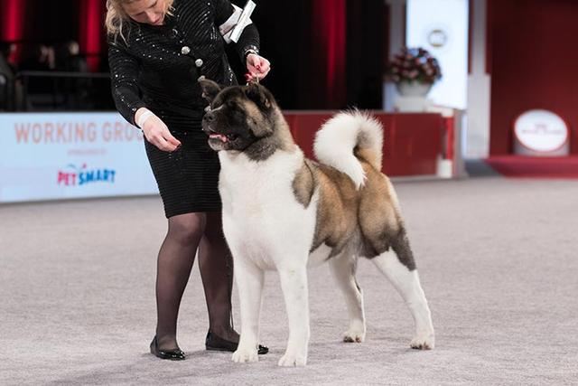 寻根问祖系列（96）：日本秋田犬（Japanese Akita）