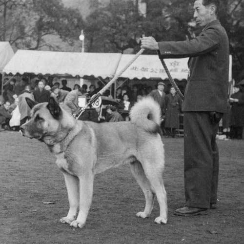 寻根问祖系列（96）：日本秋田犬（Japanese Akita）