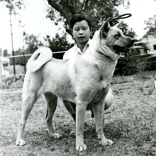 寻根问祖系列（96）：日本秋田犬（Japanese Akita）