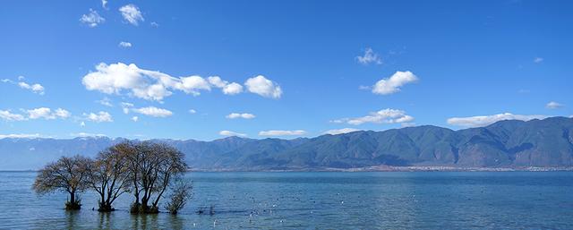 峥嵘十年｜守护大理洱海：当“水质风向标”海菜花连片绽放