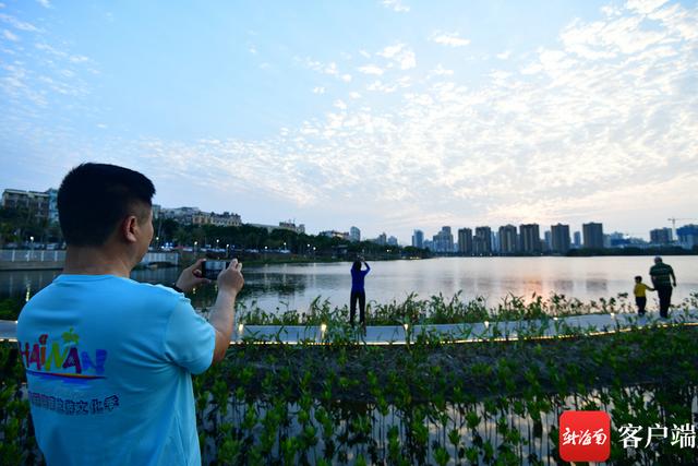 红树林入“城”记：椰城生态修复城愈美