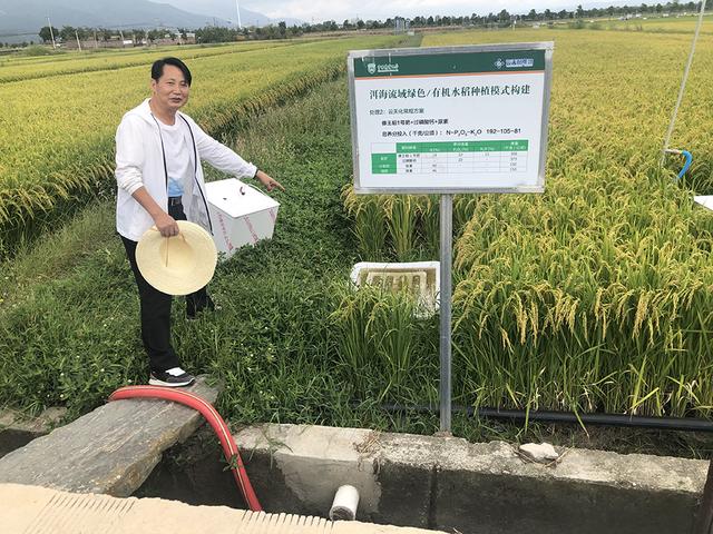 峥嵘十年｜守护大理洱海：当“水质风向标”海菜花连片绽放