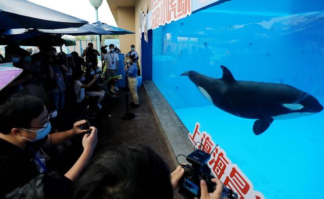 上海：海昌海洋公园恢复常态化运营